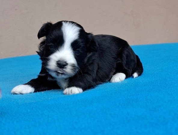 Bichon havanese