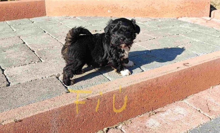 Bichon havanese