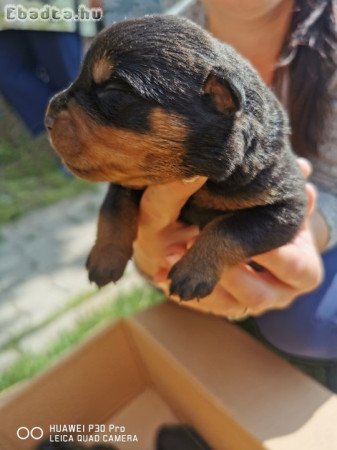 Eladó rottweiler jelegü kiskutyák