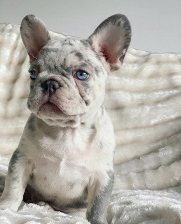 Francia bulldog