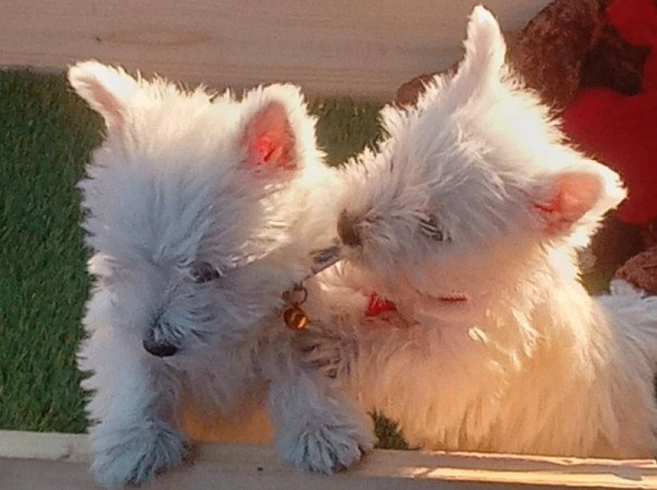 West highland white terrier