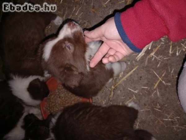 Border collie kiskutyák eladók