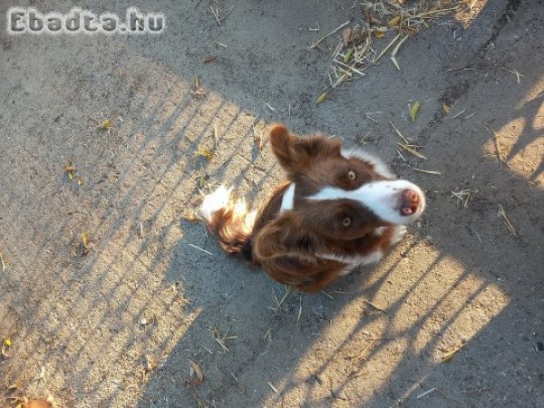 Border collie kiskutyák eladók