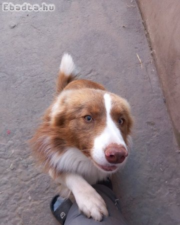 Border collie kiskutyák eladók