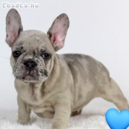 Francia bulldog