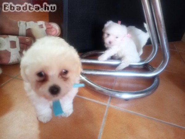 Bichon havanese