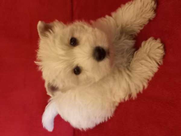 West highland white terrier