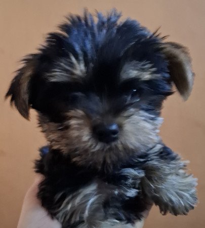 Mini yorki