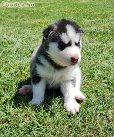 Szerető husky kiskutyák keresik szerető gazdikat