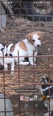 Foxterrier jellegű