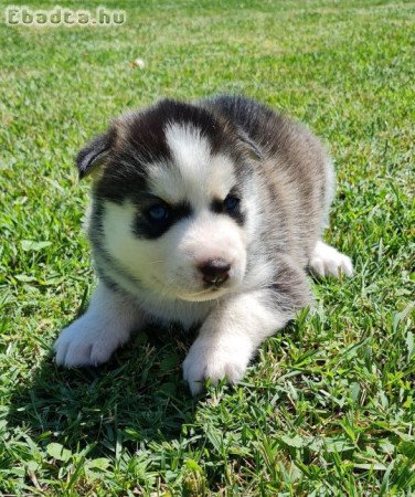 Szerető husky kiskutyák keresik szerető gazdikat