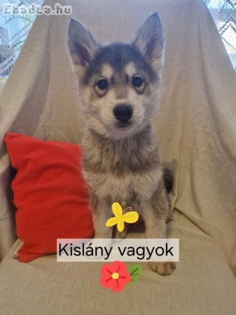 Husky kiskutyák