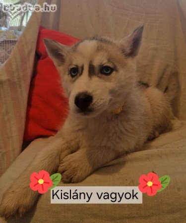 Husky kiskutyák