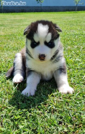 Szerető husky kiskutyák keresik szerető gazdikat