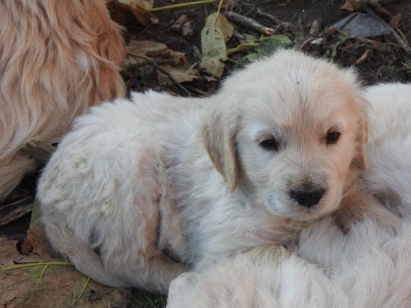 Golden Retriever