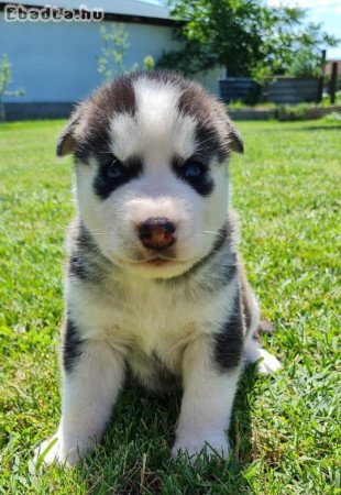 Szerető husky kiskutyák keresik szerető gazdikat