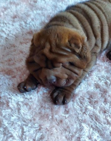 Shar pei sharpei shar-pei