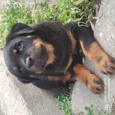 Eladó rottweiler szuka kiskutya