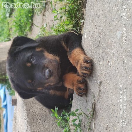 Eladó rottweiler szuka kiskutya