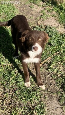 Csokoládé Border Collie kislány 06705977515