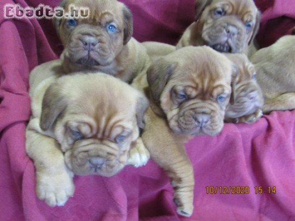 Bordeaxi dog ,Dogue de bordeaux kiskutyák eladók