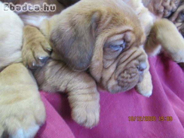 Bordeaxi dog ,Dogue de bordeaux kiskutyák eladók