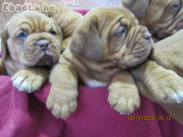 Bordeaxi dog ,Dogue de bordeaux kiskutyák eladók