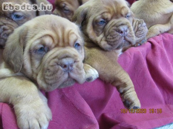 Bordeaxi dog ,Dogue de bordeaux kiskutyák eladók