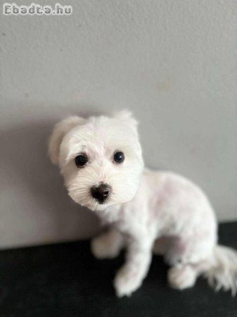 Bichon havanese kan kiskutya