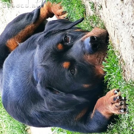 Eladó rottweiler szuka kiskutya