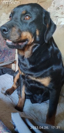 Eladó rottweiler szuka kiskutya