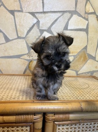 Bichon havanese