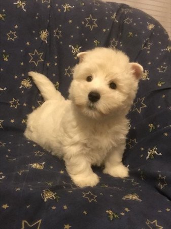 Westie