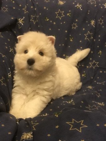 Westie