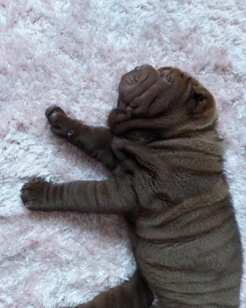 Shar pei sharpei shar-pei