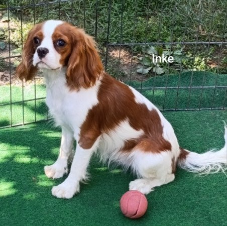 Cavalier King Charles Spániel