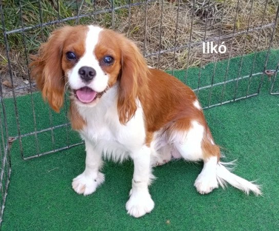 Cavalier King Charles Spániel