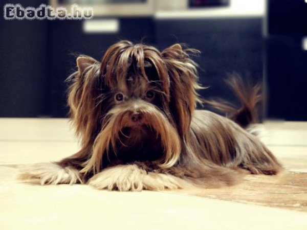 Yorkshire terrier  Magic Little Foots kennel