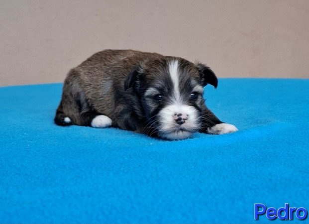 Bichon havanese