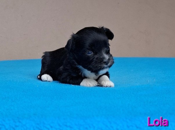 Bichon havanese