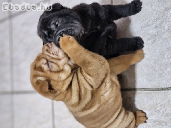 Shar pei kölykök gazdit keresnek