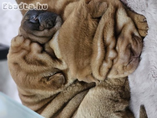 Shar pei kölykök gazdit keresnek