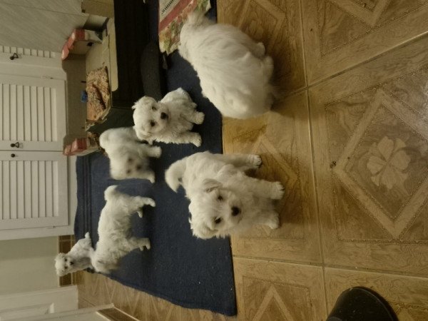 Máltai Bichon havanese