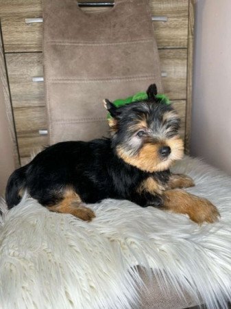 Yorkshire terrier