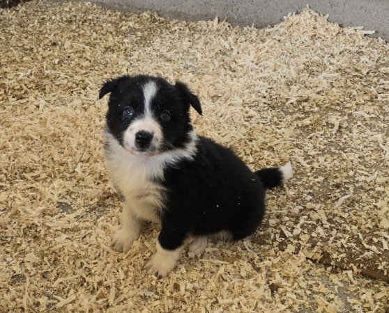 Bordercollie