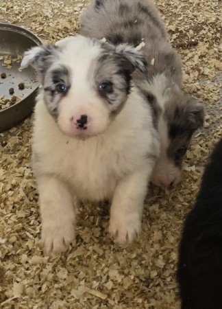 Bordercollie