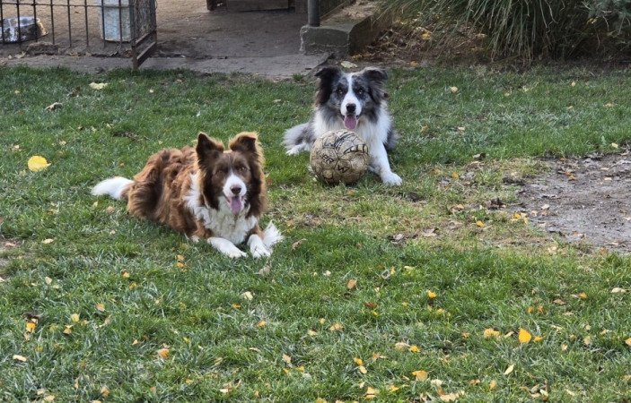 Bordercollie