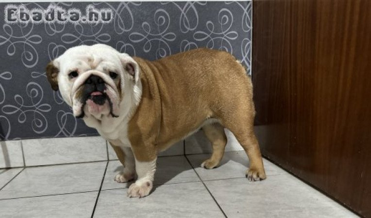 Eladó Angol bulldog