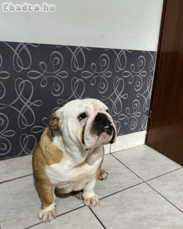 Eladó Angol bulldog