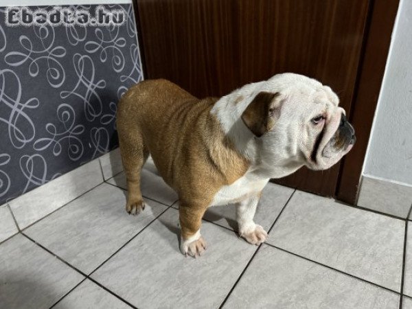 Eladó Angol bulldog